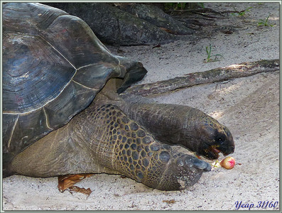 Les tortues éléphantines aiment aussi les jamboses - Praslin - Seychelles