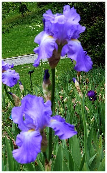 iris-bleue-untence.jpg