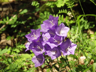 fleurs de montagne