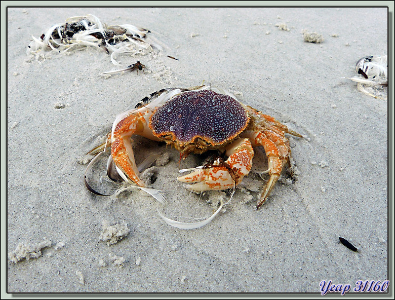 Crabe tracteur, Tractor crab (Peltarion spinulosum) - Saunders Island - Falkland Islands, Iles Malouines, Islas Malvinas