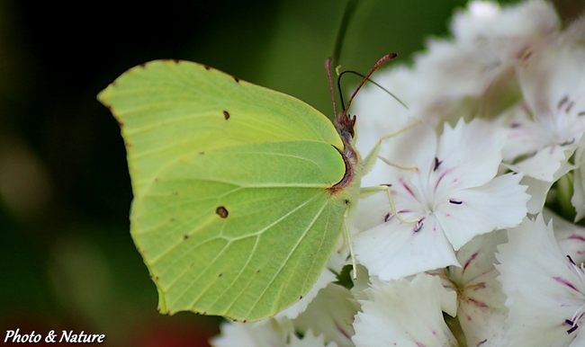 Papillon