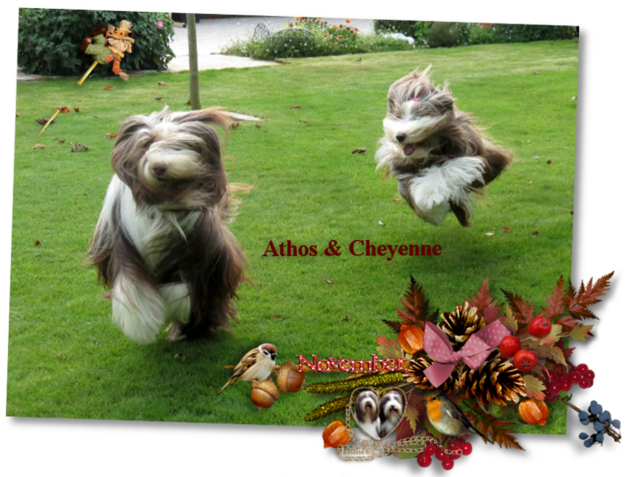 ♥ Bonne semaine d' Athos & Cheyenne ♥