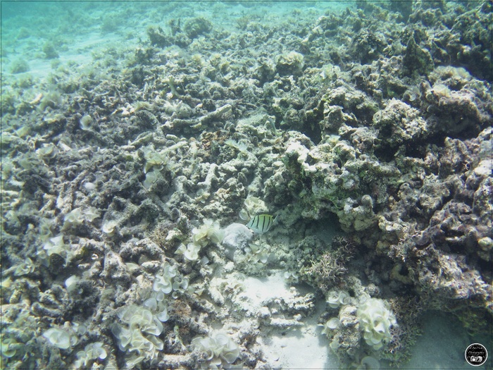 Chirurgien bagnard à raies noires Acanthurus triostegus