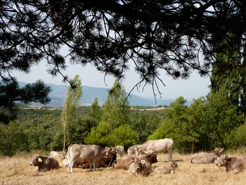 Les vaches