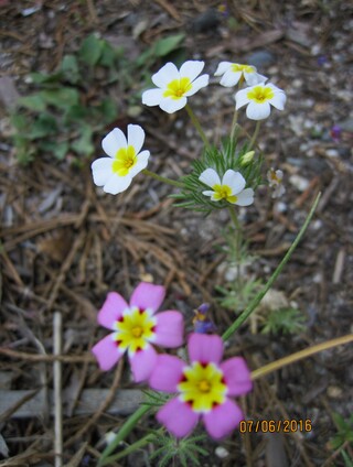 Mustang Clover (Leptosiphon montanus)  - phlox