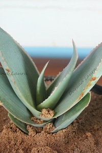 Aloe Striata