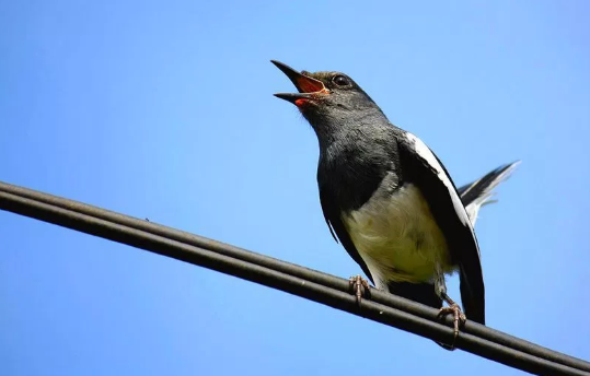 Trik Dan Tips Merawat Burung Kacer Agar Cepat Gacor Kalla Mander