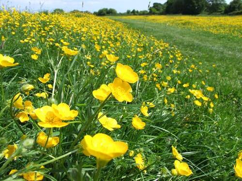 Bouton d’or Renoncule bulbeuse Ranunculus bulbosus (Philip Goddard-flickr).jpg