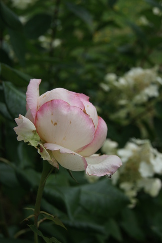 Déçue par le rosier 'Honoré de Balzac' de Meilland