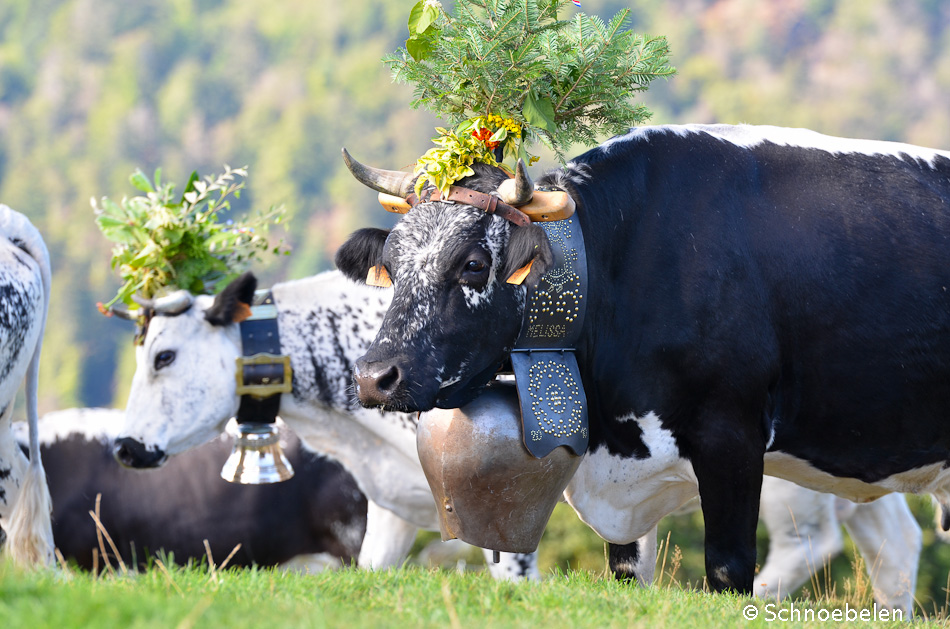 transhumance alsace vosges