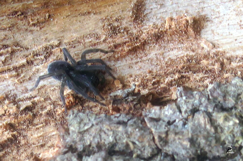 Amaurobius sp. 