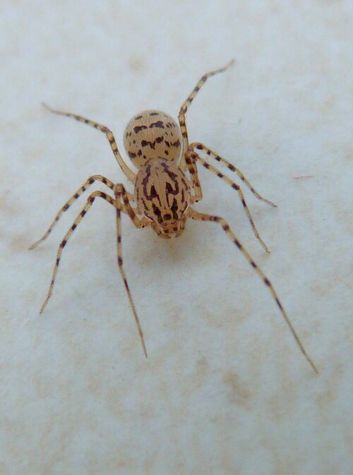 Scytodes thoracica