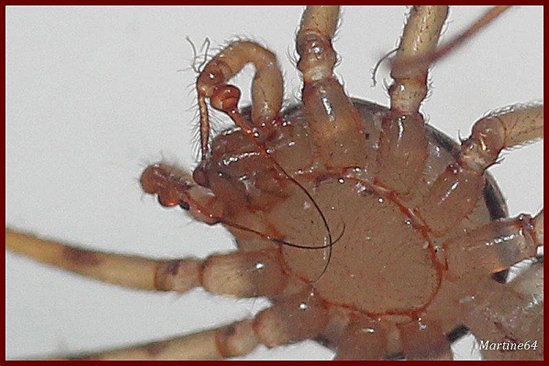 Arachnides-04-6146_scytodes.jpg