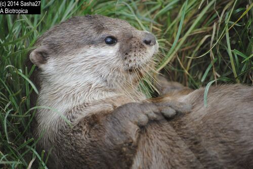 Loutre Naine d'Asie ♀‎.