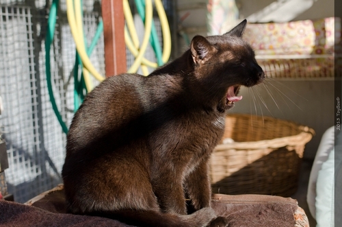 Refuge des chats de Lagoubran