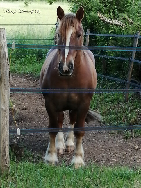 Les Chevaux