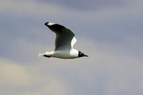 Mouette des Andes (Andean Gull)