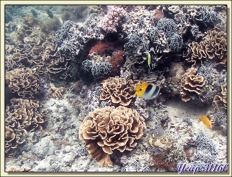 Fleurs de corail - Huahine - Polynésie française