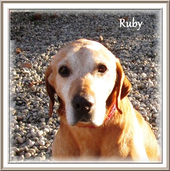RUBY - x labrador 9 ans - Refuge des Berauds à  Romans (26) 7m98q8FNr_6BI3AY67WVHb9L6e8@350x352