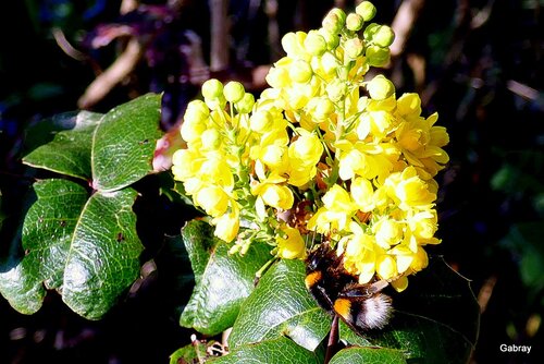 Mahonia : fleurs jaunes