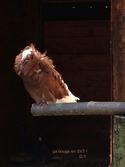 Pigeon capucin à grande capuche (prêt pour l'hiver!)