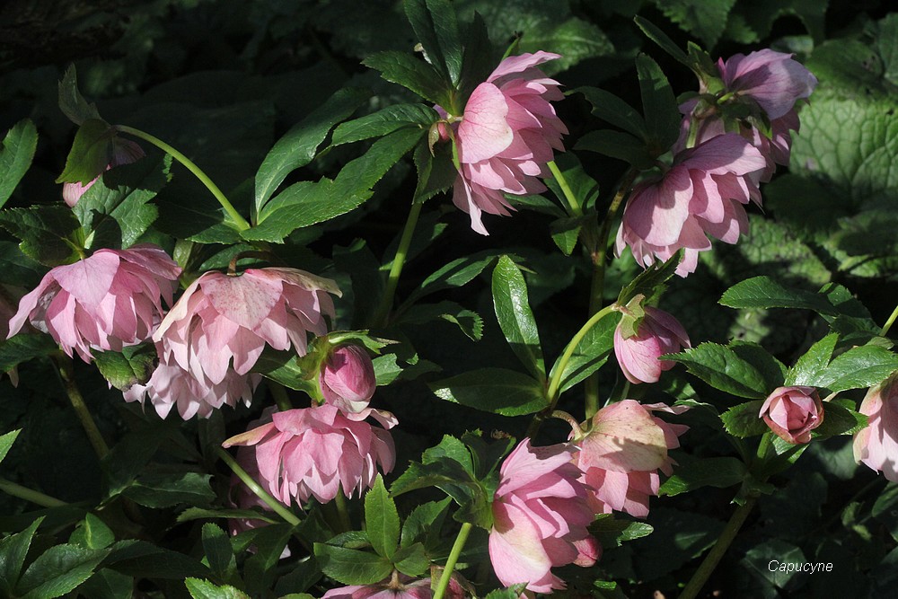 Au jardin, printemps à l'heure chinoise ?