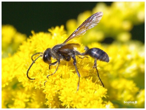 Du monde sur le solidago canadensis .