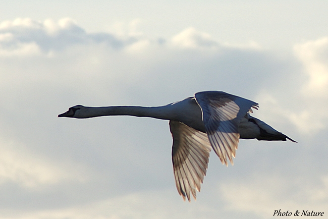 Cygne tuberculé