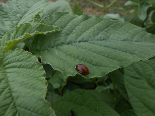 Le jardin des CP