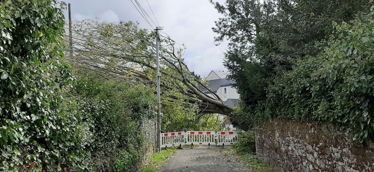 A Guérande (Loire-Atlantique), un peuplier est tombé sur une maison inoccupée chemin de Versailles