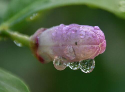 Perles de pluie : merveille de la Nature