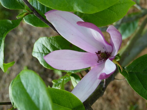 floraisons de mai