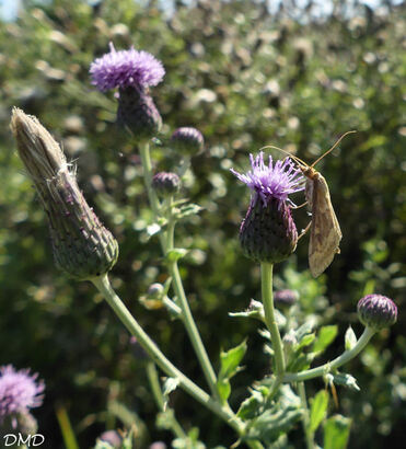 Cirsium arvense  -  cirse des champs