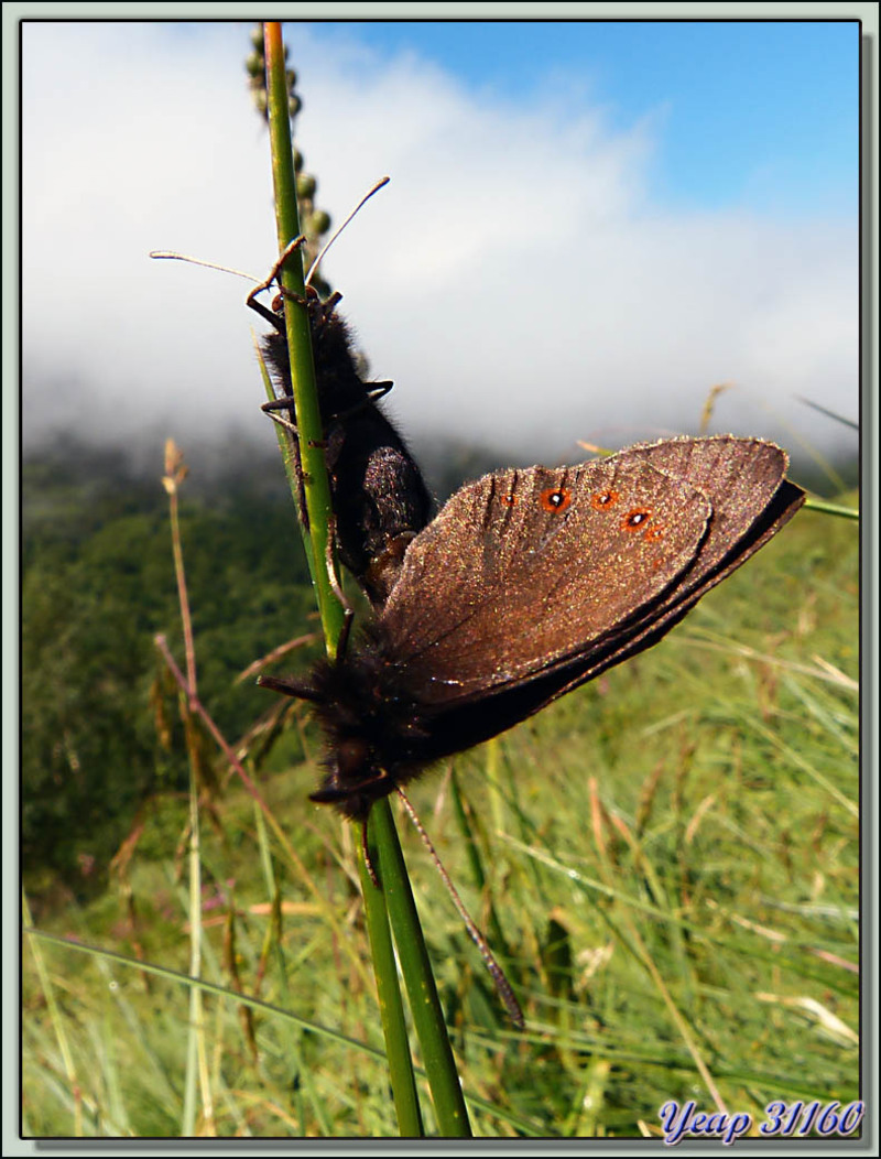 Papillons moirés (mais lesquels??) in copula - Varrados - Val d'Aran - Espagne  (Faune)