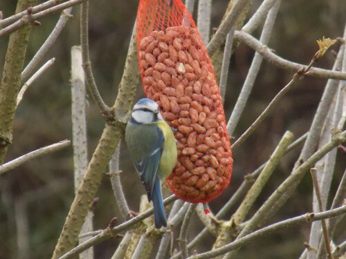 Ce WE on compte les oiseaux au jardin