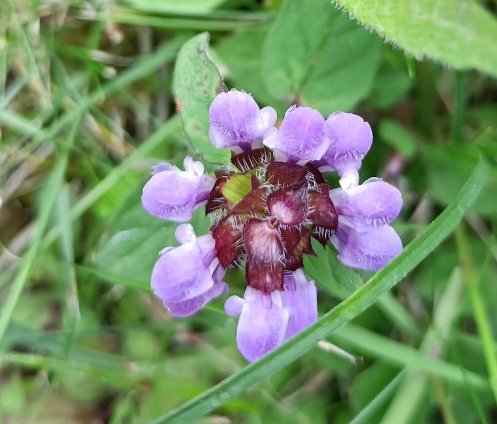 Fleurs au jardin - juin 2024...