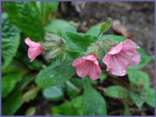 le printemps et moi 