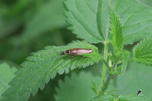 Blatte forestière 