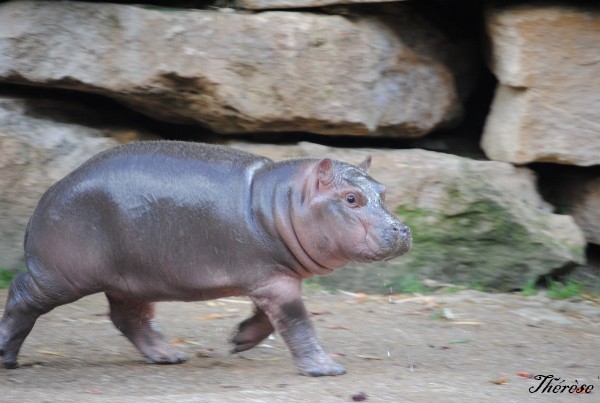 Hippopotames Amneville (6)