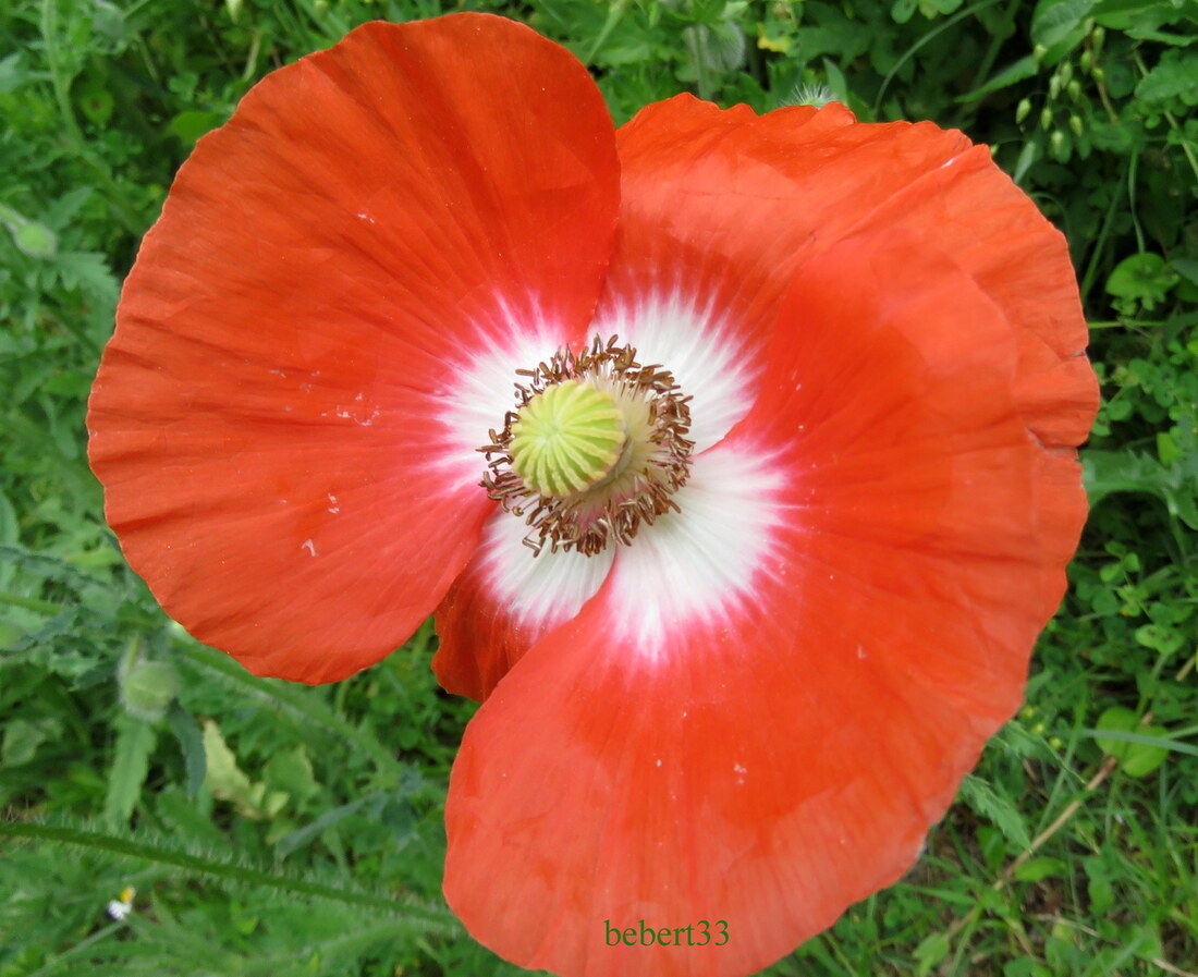 Mes coquelicots