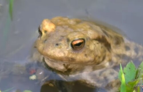 AMBIANCE NATURE : Le printemps des crapauds