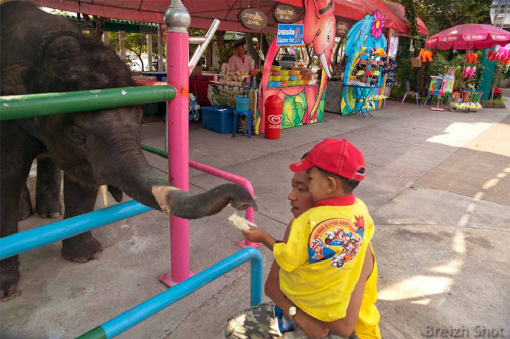  Dusit, un zoo au coeur de Bangkok -  L'éléphanteau et la trompe gourmande