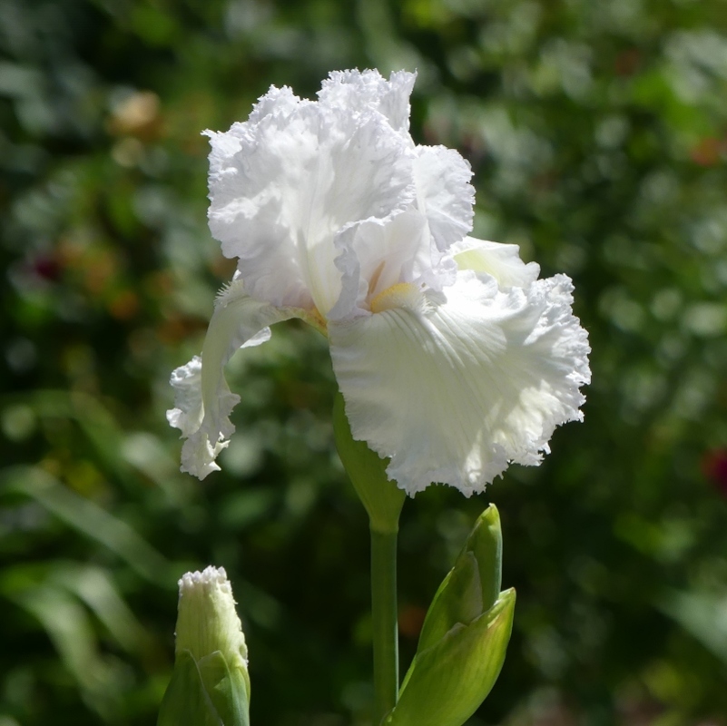 Iris...de 'Raspberry Silk' à 'Laced Cotton'...