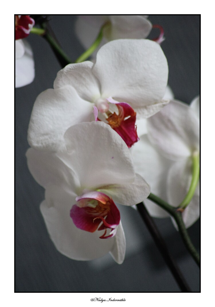 Ma collection d'Orchidée