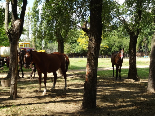 A la découverte de San Antonio de Areco en Arzentine (photos)