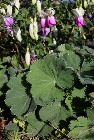 alchemille et fuchsia 'Blue Sarah'