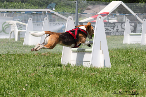 Tournoi de flyball de Sainte Euphémie - 2 juin 2012