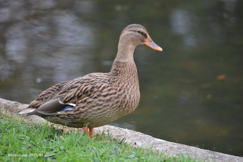 Comment les oiseaux de nos parcs supportent t'ils le froid ? 