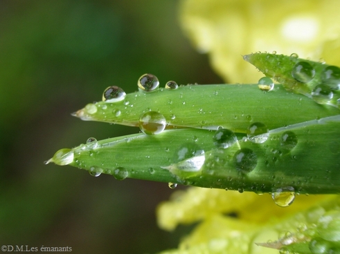 L'esprit des plantes