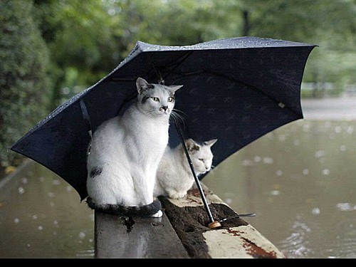 chat-pluie.jpg